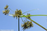 yellow nut-grass (<em>Cyperus esculentus var. leptostachyus</em>)