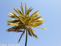 yellow nut-grass (<em>Cyperus esculentus var. leptostachyus</em>)