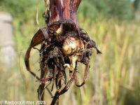 yellow nut-grass (<em>Cyperus esculentus var. leptostachyus</em>)