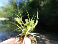 awned flatsedge (<em>Cyperus squarrosus</em>)