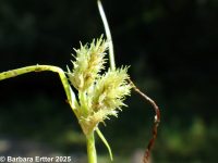 awned flatsedge (<em>Cyperus squarrosus</em>)