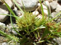 awned flatsedge (<em>Cyperus squarrosus</em>)