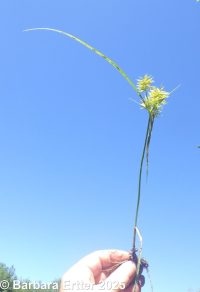 straw-colored flatsedge (<em>Cyperus strigosus</em>)