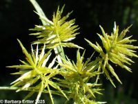 straw-colored flatsedge (<em>Cyperus strigosus</em>)