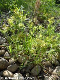 straw-colored flatsedge (<em>Cyperus strigosus</em>)