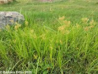 straw-colored flatsedge (<em>Cyperus strigosus</em>)