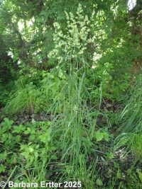 orchard grass (<em>Dactylis glomerata</em>)
