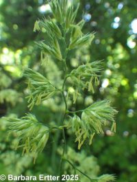 orchard grass (<em>Dactylis glomerata</em>)