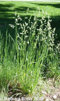orchard grass (<em>Dactylis glomerata</em>)
