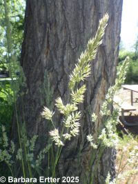 orchard grass (<em>Dactylis glomerata</em>)
