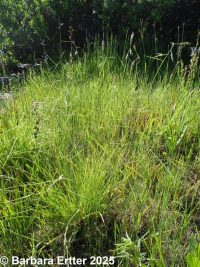 California oatgrass (<em>Danthonia californica</em>)