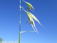 California oatgrass (<em>Danthonia californica</em>)