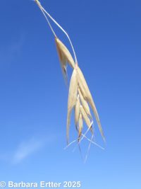 California oatgrass (<em>Danthonia californica</em>)