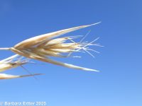 California oatgrass (<em>Danthonia californica</em>)