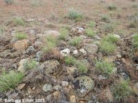 onespike oatgrass (<em>Danthonia unispicata</em>)