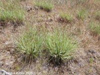 onespike oatgrass (<em>Danthonia unispicata</em>)