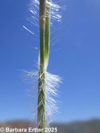 onespike oatgrass (<em>Danthonia unispicata</em>)