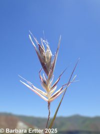 onespike oatgrass (<em>Danthonia unispicata</em>)