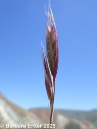 onespike oatgrass (<em>Danthonia unispicata</em>)