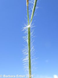 onespike oatgrass (<em>Danthonia unispicata</em>)