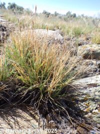 onespike oatgrass (<em>Danthonia unispicata</em>)