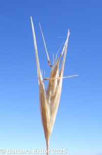 onespike oatgrass (<em>Danthonia unispicata</em>)