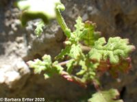 Jerusalem-oak (<em>Dysphania botrys</em>)