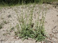 Jerusalem-oak (<em>Dysphania botrys</em>)