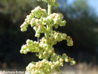 Jerusalem-oak (<em>Dysphania botrys</em>)