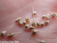 barnyard grass (<em>Echinochloa crus-galli</em>)