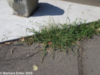 barnyard grass (<em>Echinochloa crus-galli</em>)