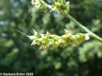 barnyard grass (<em>Echinochloa crus-galli</em>)