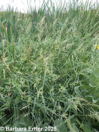 barnyard grass (<em>Echinochloa crus-galli</em>)