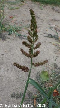 barnyard grass (<em>Echinochloa crus-galli</em>)