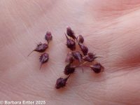rough barnyardgrass (<em>Echinochloa muricata var. microstachya</em>)
