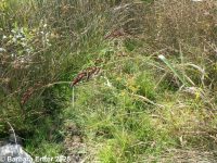 rough barnyardgrass (<em>Echinochloa muricata var. microstachya</em>)