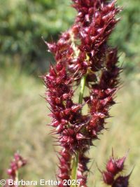 rough barnyardgrass (<em>Echinochloa muricata var. microstachya</em>)