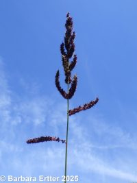 rough barnyardgrass (<em>Echinochloa muricata var. microstachya</em>)