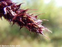 rough barnyardgrass (<em>Echinochloa muricata var. microstachya</em>)