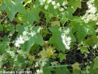 wild cucumber (<em>Echinocystis lobata</em>)