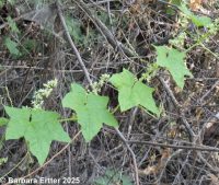 wild cucumber (<em>Echinocystis lobata</em>)
