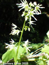 wild cucumber (<em>Echinocystis lobata</em>)