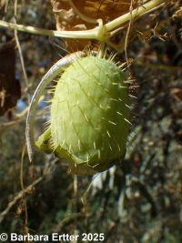 wild cucumber (<em>Echinocystis lobata</em>)