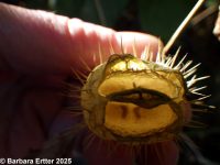 wild cucumber (<em>Echinocystis lobata</em>)