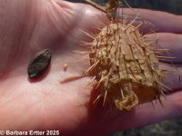 wild cucumber (<em>Echinocystis lobata</em>)