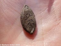 wild cucumber (<em>Echinocystis lobata</em>)