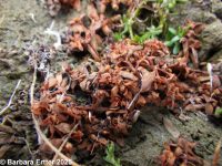 Asian waterwort (<em>Elatine ambigua</em>)