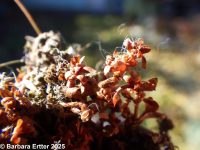 Asian waterwort (<em>Elatine ambigua</em>)