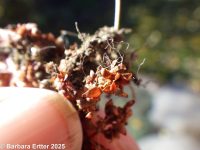 Asian waterwort (<em>Elatine ambigua</em>)