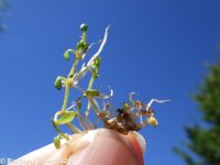 California waterwort (<em>Elatine californica</em>)